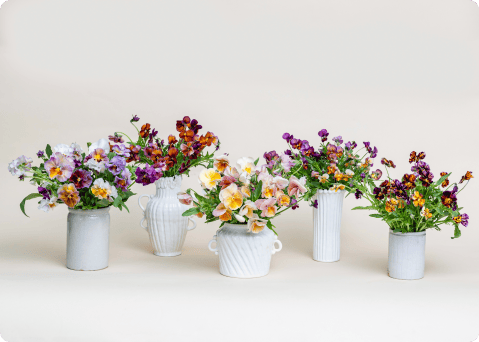 Pansy arrangements by Brenna Estrada
